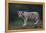 White Bengal Tiger Cub on Rocks-DLILLC-Framed Premier Image Canvas