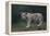 White Bengal Tiger Cub on Rocks-DLILLC-Framed Premier Image Canvas