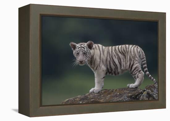 White Bengal Tiger Cub on Rocks-DLILLC-Framed Premier Image Canvas