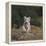 White Bengal Tiger Cub on Rocks-DLILLC-Framed Premier Image Canvas