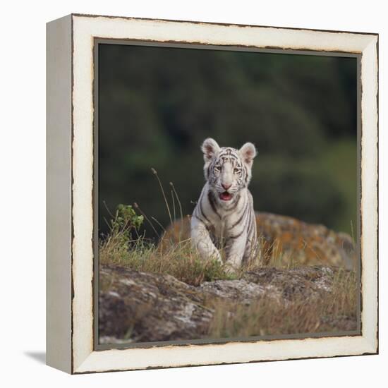 White Bengal Tiger Cub on Rocks-DLILLC-Framed Premier Image Canvas