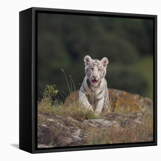 White Bengal Tiger Cub on Rocks-DLILLC-Framed Premier Image Canvas