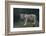 White Bengal Tiger Cub on Rocks-DLILLC-Framed Photographic Print