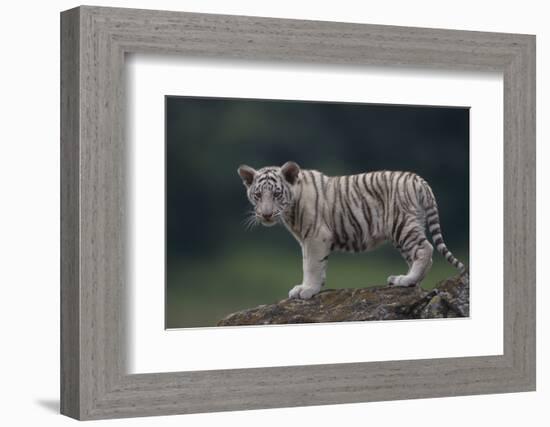 White Bengal Tiger Cub on Rocks-DLILLC-Framed Photographic Print