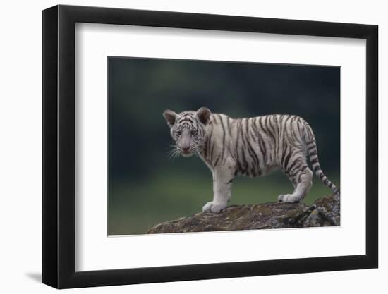 White Bengal Tiger Cub on Rocks-DLILLC-Framed Photographic Print