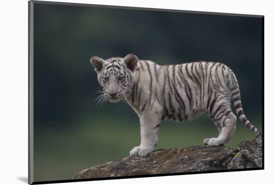 White Bengal Tiger Cub on Rocks-DLILLC-Mounted Photographic Print