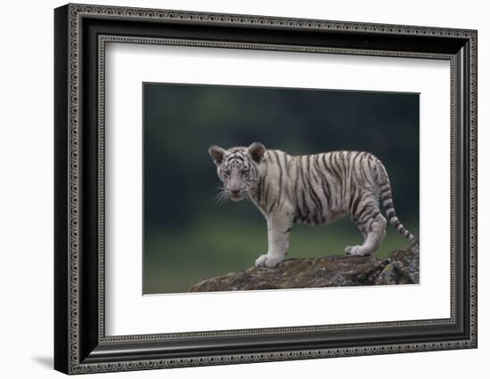 White Bengal Tiger Cub on Rocks-DLILLC-Framed Photographic Print