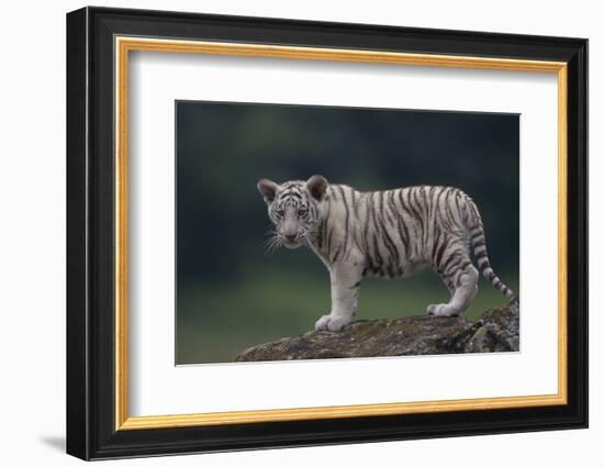 White Bengal Tiger Cub on Rocks-DLILLC-Framed Photographic Print