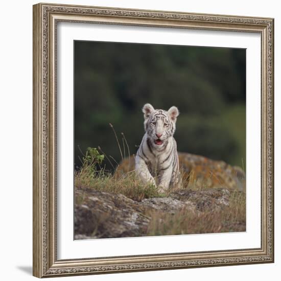 White Bengal Tiger Cub on Rocks-DLILLC-Framed Photographic Print