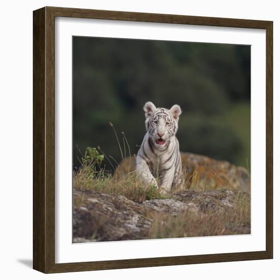 White Bengal Tiger Cub on Rocks-DLILLC-Framed Photographic Print