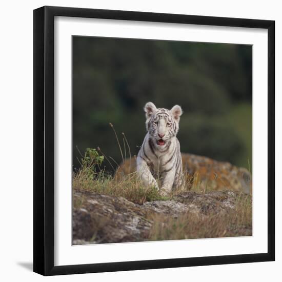 White Bengal Tiger Cub on Rocks-DLILLC-Framed Photographic Print