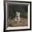 White Bengal Tiger Cub on Rocks-DLILLC-Framed Photographic Print