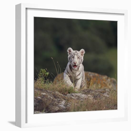 White Bengal Tiger Cub on Rocks-DLILLC-Framed Photographic Print