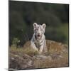 White Bengal Tiger Cub on Rocks-DLILLC-Mounted Photographic Print