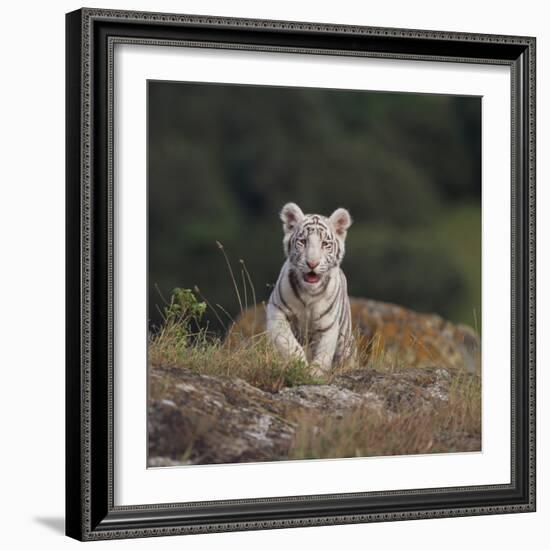 White Bengal Tiger Cub on Rocks-DLILLC-Framed Photographic Print