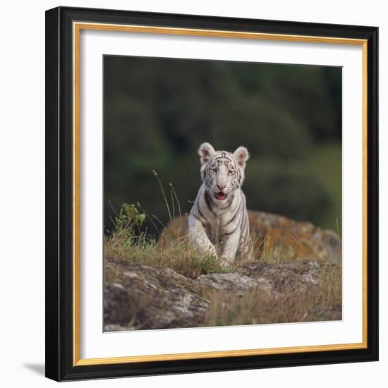 White Bengal Tiger Cub on Rocks-DLILLC-Framed Photographic Print