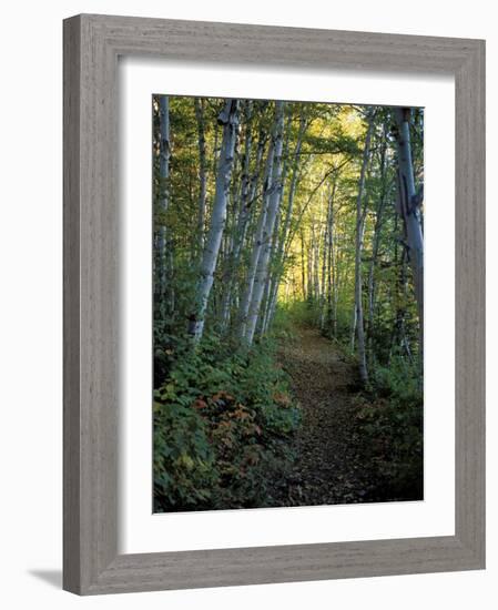 White Birch and Yellow Leaves in the White Mountains, New Hampshire, USA-Jerry & Marcy Monkman-Framed Photographic Print