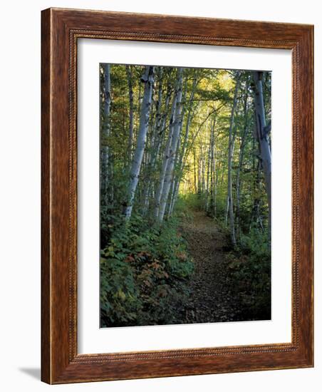 White Birch and Yellow Leaves in the White Mountains, New Hampshire, USA-Jerry & Marcy Monkman-Framed Photographic Print