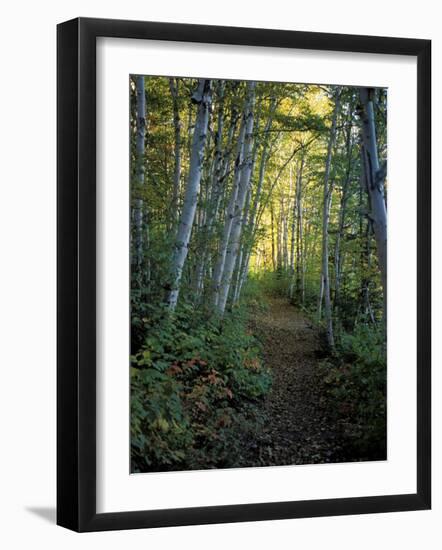 White Birch and Yellow Leaves in the White Mountains, New Hampshire, USA-Jerry & Marcy Monkman-Framed Photographic Print