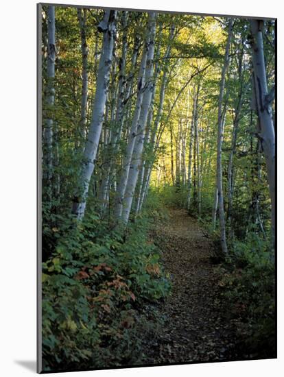 White Birch and Yellow Leaves in the White Mountains, New Hampshire, USA-Jerry & Marcy Monkman-Mounted Photographic Print