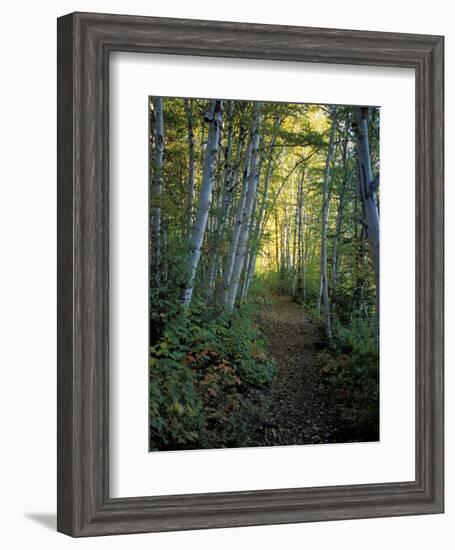 White Birch and Yellow Leaves in the White Mountains, New Hampshire, USA-Jerry & Marcy Monkman-Framed Photographic Print