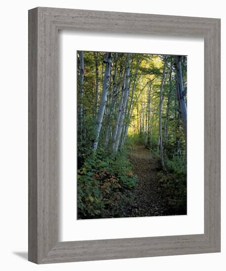 White Birch and Yellow Leaves in the White Mountains, New Hampshire, USA-Jerry & Marcy Monkman-Framed Photographic Print