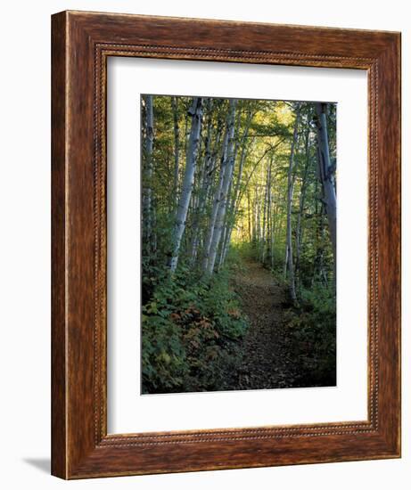 White Birch and Yellow Leaves in the White Mountains, New Hampshire, USA-Jerry & Marcy Monkman-Framed Photographic Print