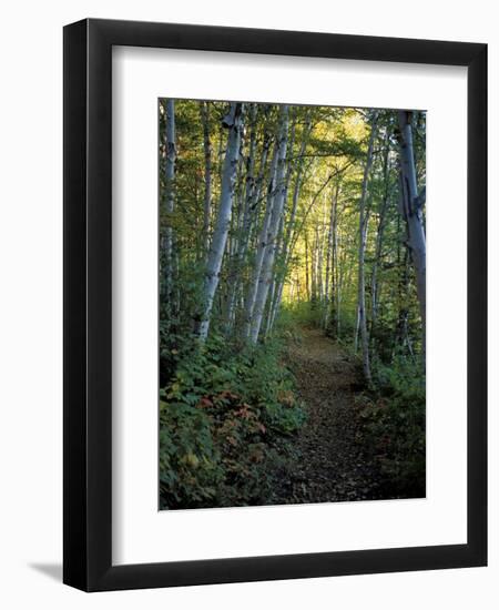 White Birch and Yellow Leaves in the White Mountains, New Hampshire, USA-Jerry & Marcy Monkman-Framed Photographic Print