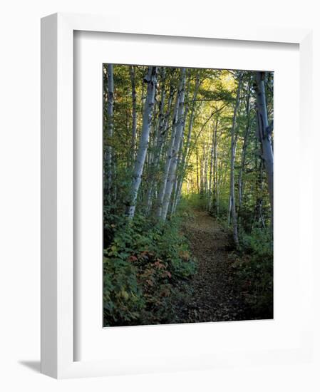 White Birch and Yellow Leaves in the White Mountains, New Hampshire, USA-Jerry & Marcy Monkman-Framed Photographic Print