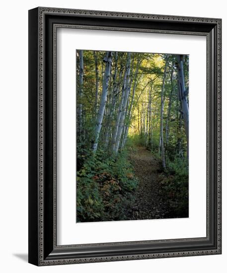 White Birch and Yellow Leaves in the White Mountains, New Hampshire, USA-Jerry & Marcy Monkman-Framed Photographic Print