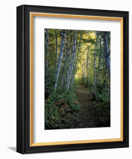 White Birch and Yellow Leaves in the White Mountains, New Hampshire, USA-Jerry & Marcy Monkman-Framed Photographic Print