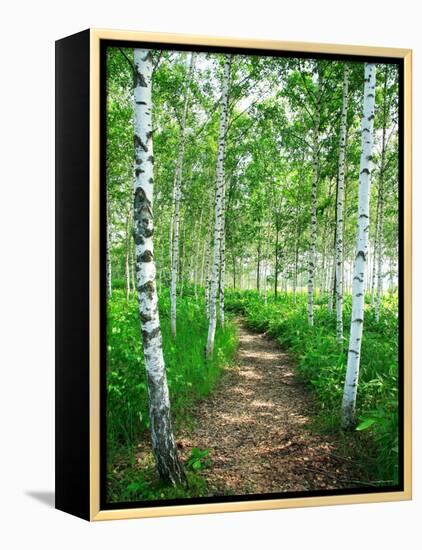 White Birch Lane-null-Framed Premier Image Canvas