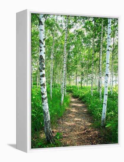 White Birch Lane-null-Framed Premier Image Canvas