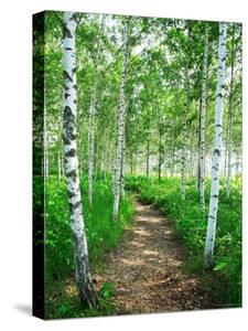 Birch canvas Art: Prints, Paintings, Posters & Wall Art | Art.com