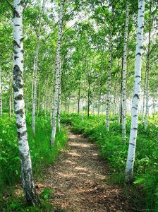 Birch Photography Art: Prints, Paintings, Posters & Wall Art | Art.com