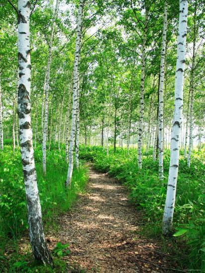 White Birch Lane Photographic Print by | Art.com
