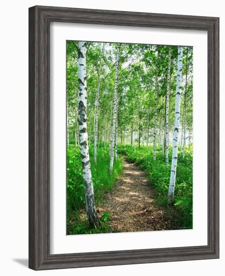 White Birch Lane-null-Framed Photographic Print