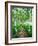 White Birch Lane-null-Framed Photographic Print