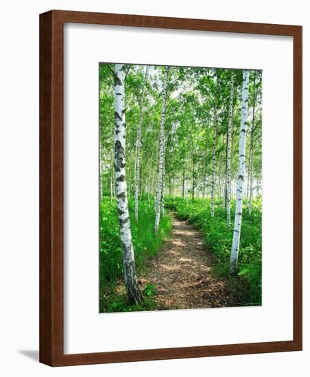 White Birch Lane-null-Framed Photographic Print