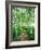 White Birch Lane-null-Framed Photographic Print