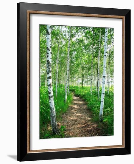 White Birch Lane-null-Framed Photographic Print