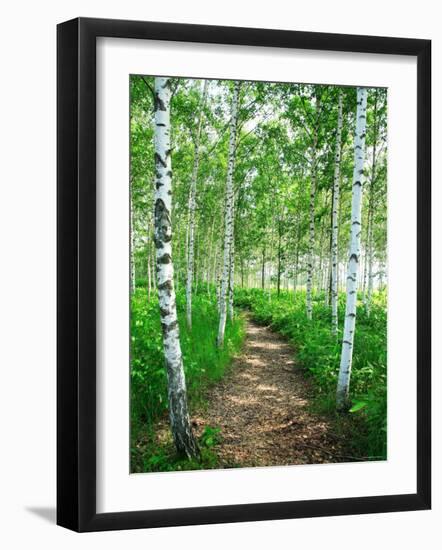White Birch Lane-null-Framed Photographic Print