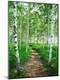 Photographic Print