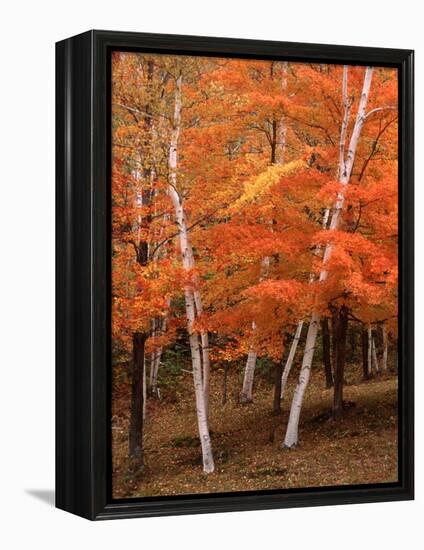 White Birch Trees in Fall, Vermont, USA-Charles Sleicher-Framed Premier Image Canvas