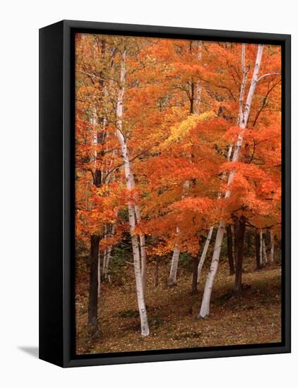 White Birch Trees in Fall, Vermont, USA-Charles Sleicher-Framed Premier Image Canvas