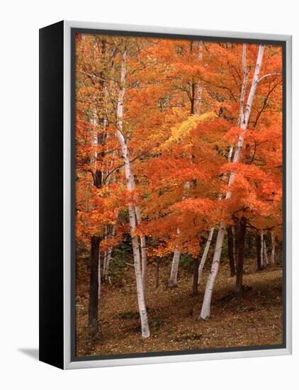 White Birch Trees in Fall, Vermont, USA-Charles Sleicher-Framed Premier Image Canvas