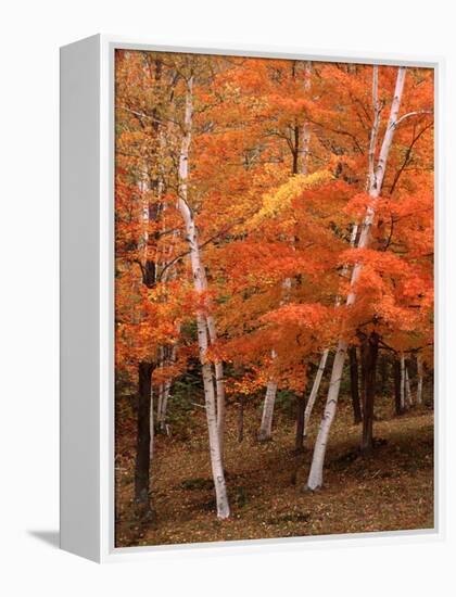 White Birch Trees in Fall, Vermont, USA-Charles Sleicher-Framed Premier Image Canvas