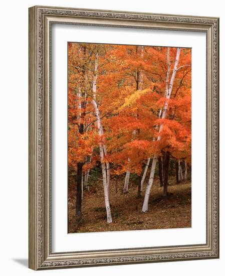 White Birch Trees in Fall, Vermont, USA-Charles Sleicher-Framed Photographic Print