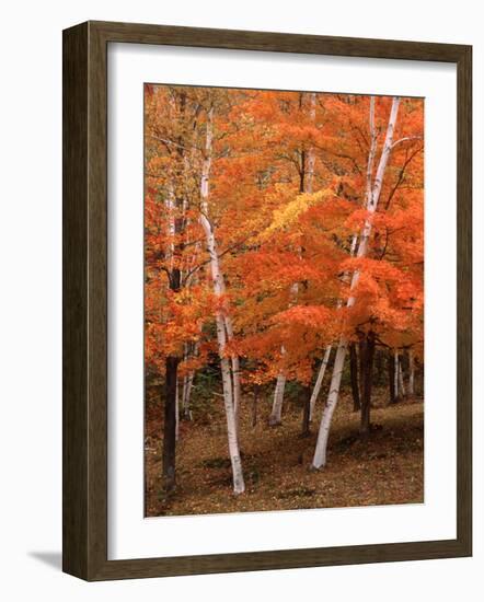 White Birch Trees in Fall, Vermont, USA-Charles Sleicher-Framed Photographic Print