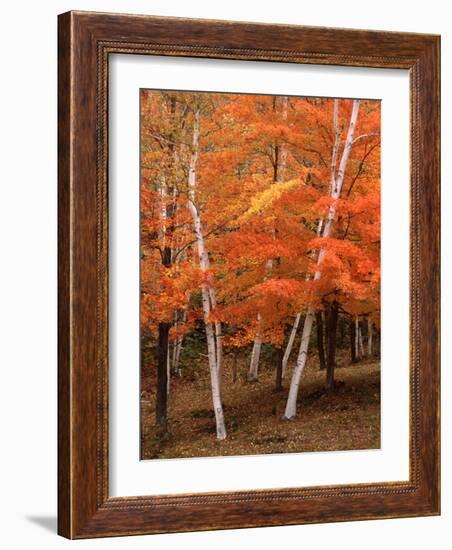 White Birch Trees in Fall, Vermont, USA-Charles Sleicher-Framed Photographic Print